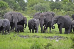 elephant-royalty-free-images-gameznet-09