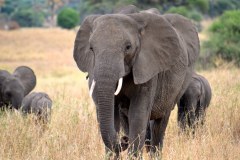 elephant-royalty-free-images-gameznet-11