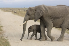 elephant-royalty-free-images-gameznet-12
