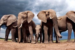 elephant-royalty-free-images-gameznet-13