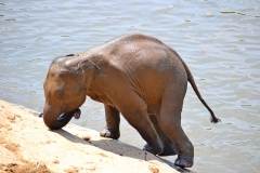 elephant-royalty-free-images-gameznet-14