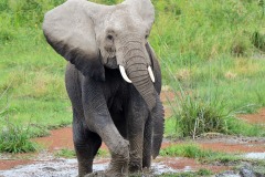 elephant-royalty-free-images-gameznet-15