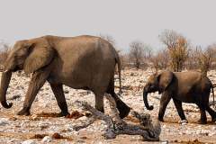 elephant-royalty-free-images-gameznet-16
