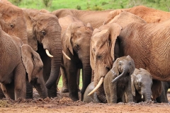 elephant-royalty-free-images-gameznet-17