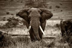 elephant-royalty-free-images-gameznet-21