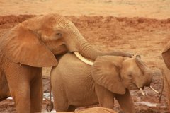 elephant-royalty-free-images-gameznet-22