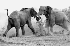 elephant-royalty-free-images-gameznet-24