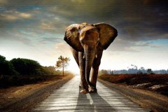 elephant-royalty-free-images-gameznet-25