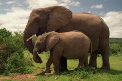elephant-royalty-free-images-gameznet-26