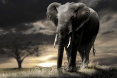 elephant-royalty-free-images-gameznet-27