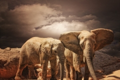 elephant-royalty-free-images-gameznet-28
