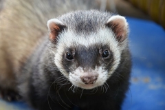 ferret-animal-eyes-close