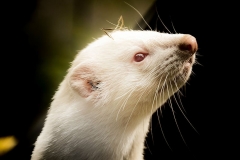 ferret-animals-animal-welfare