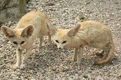 640px-Fennec_Foxes