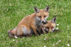 Red_Fox_(Vulpes_vulpes)_(4)