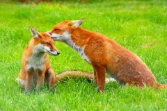 Red_Fox_Vulpes_vulpes_-British_Wildlife_Centre-8