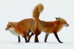 Red_foxes_mating_(2)