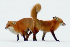 Red_foxes_mating_2