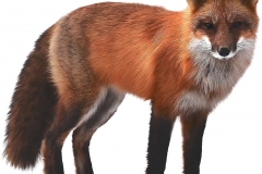 fox-mammal-wildlife-nature-animal-wild-fur-brown-furry