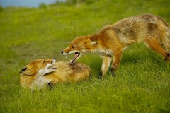 foxes-4962909_960_720