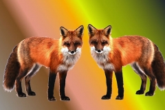 foxes-wallpaper-background-background-image