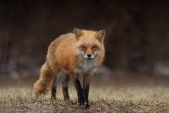 grass-blur-wildlife-animal-fox-royalty-free-thumbnail