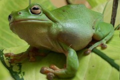 green-treefrog-sml