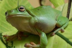 green-treefrog