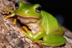 green-treefrog2-sml