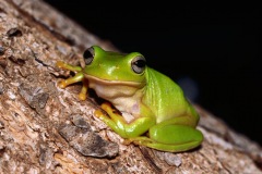 green-treefrog2