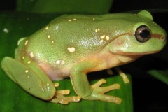 magnificent-tree-frog-sml