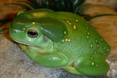 magnificent-tree-frog