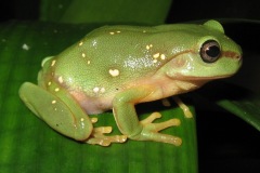 magnificent-tree-frog1