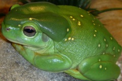 magnificent-tree-frog2-sml
