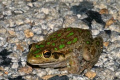 western-green-treefrog
