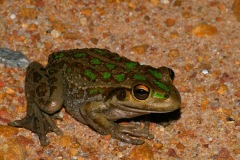 western-green-treefrog2