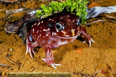western-spotted-frog