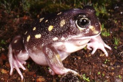 western-spotted-frog2