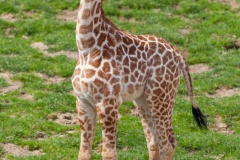 baby-giraffe-1522065692Ygf
