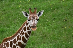 baby-giraffe-long-neck-giraffe-animal