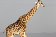 brown-giraffe-walking-on-brown-grass-67552