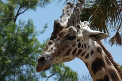 giraffe-florida-zoo-giraffes-head-animal