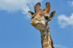 giraffe-head-portrait-sky