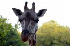 giraffe-head-zoo-animal-nature-giraffes-safari-africa-park