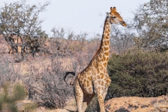 giraffe-namibia-africa-nature