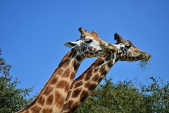 giraffe-tallest-nature-wildlife