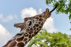 giraffe-tree-tongue-eat