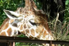 park-giraffes-muzzle-giraffe-45044