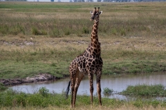 south-africa-giraffe-safari