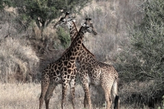 tanzania-serengeti-national-park-safari-giraffe